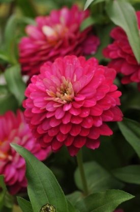 Picture of Zinnia Marylandica Brilliant Series - Strawberry